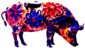 pig